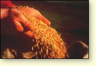 Barley is the basic ingredient of whisky