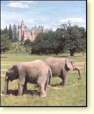 Picture: Elephants near Deanston